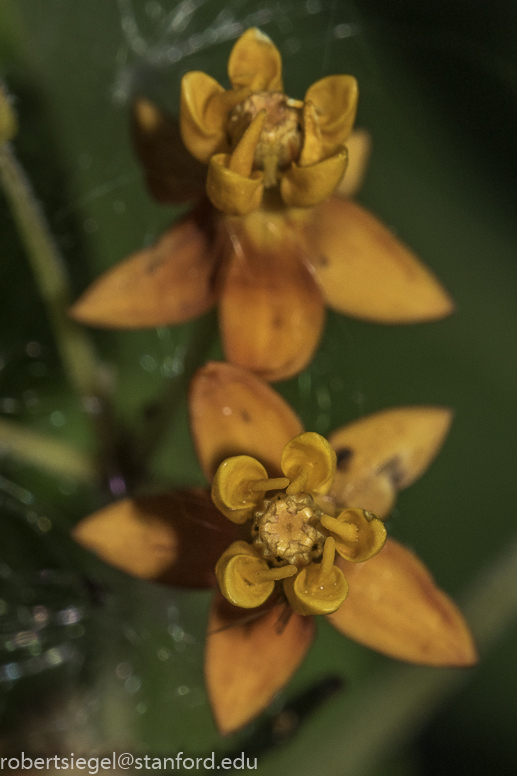 milkweed